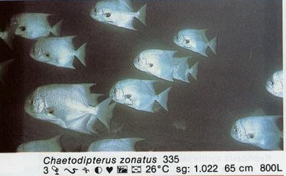 Chaetodipterus zonatus
